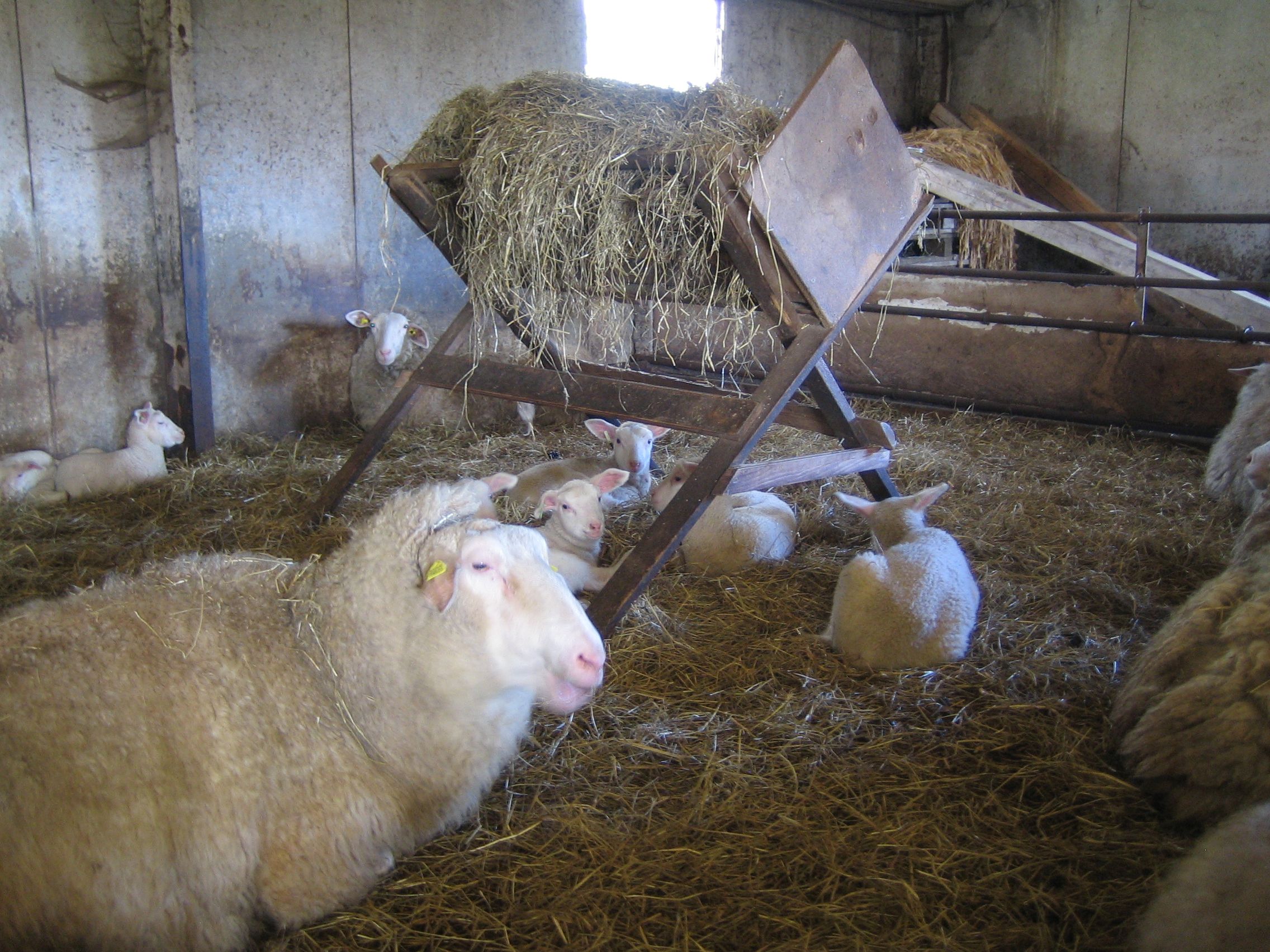 Schafe im Stall