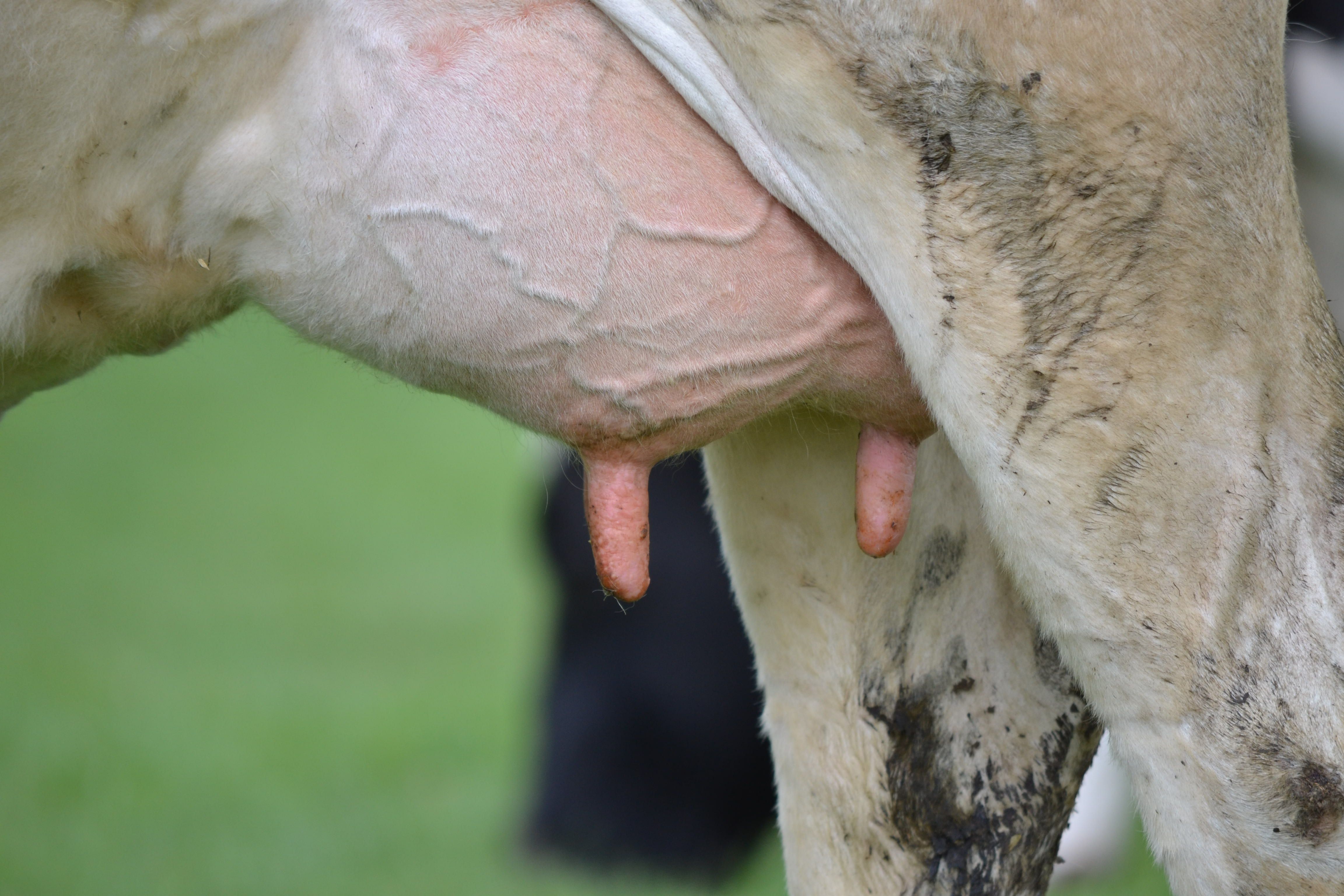 Euter einer Milchkuh